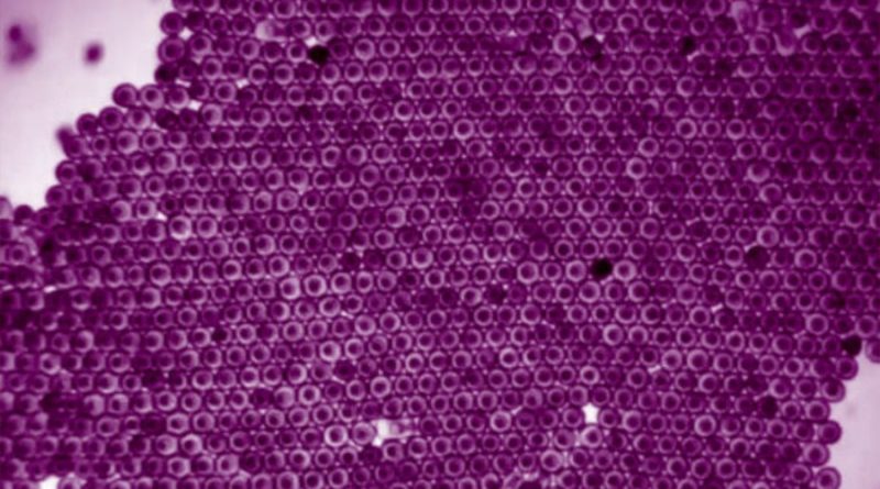 Embriones de estrellas de mar se agrupan en un "cristal viviente" en forma de panal de abejas