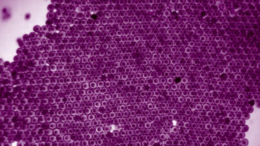 Embriones de estrellas de mar se agrupan en un "cristal viviente" en forma de panal de abejas