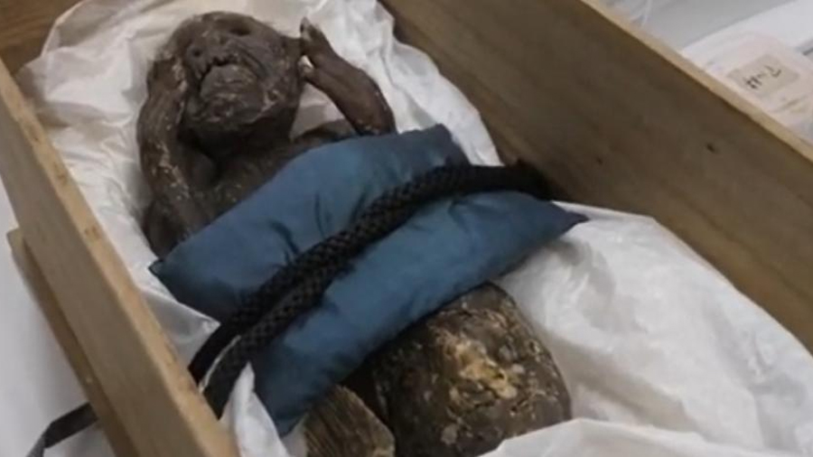 La rara momia con 'cola de pez y cara humana' que investigan en Japón