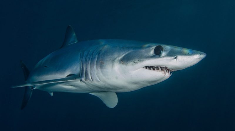 Tiburones en México: ¿cuántos tipos hay y dónde se pueden ver?