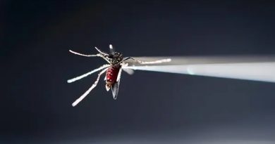 ADN en mosquitos permite resolver un caso de robo en China