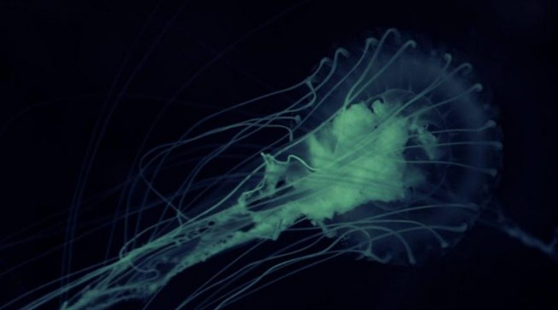 La ameba “come cerebros” ataca en el agua y puede ser mortal