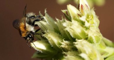 La espantosa muerte de las abejas macho durante las olas de calor