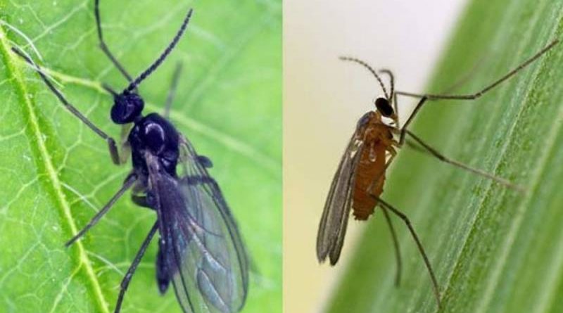 Los insectos albergan más de mil genes de microbios que les ayudan a sobrevivir y para el cortejo