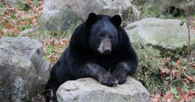 Descubren que inyectar suero de osos negros en hibernación en células humanas previene la atrofia y aumenta la masa muscular