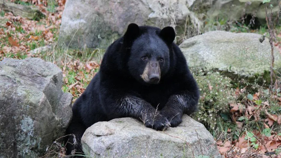 Descubren que inyectar suero de osos negros en hibernación en células humanas previene la atrofia y aumenta la masa muscular