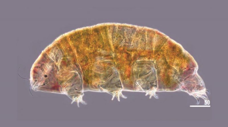 Encuentran una nueva especie de tardígrado, los animales microscópicos que pueden vivir en el espacio exterior