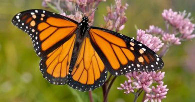 Las preciadas mariposas monarca migratorias ingresaron a la lista de especies en peligro de extinción