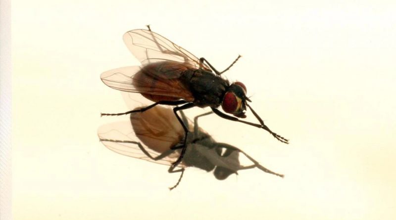 Investigadores hackean el cerebro de moscas y las controlan de forma remota