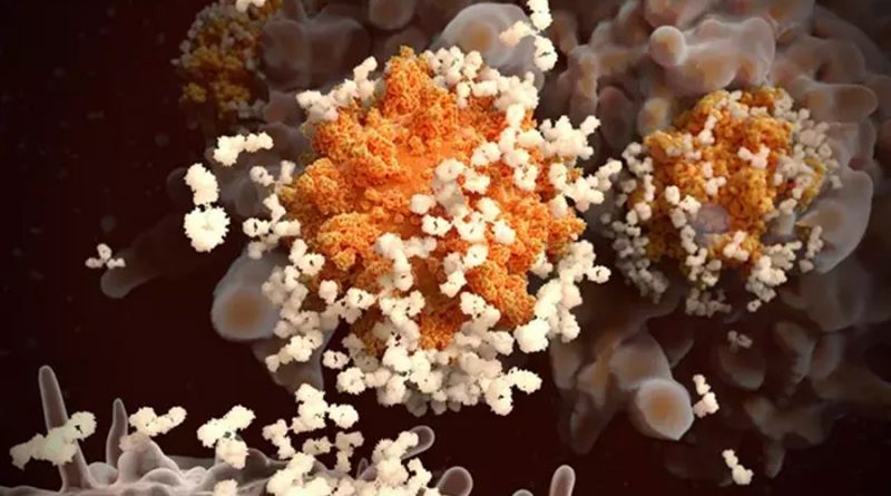Los anticuerpos y células T 'recuerdan' los coronavirus comunes en la infancia