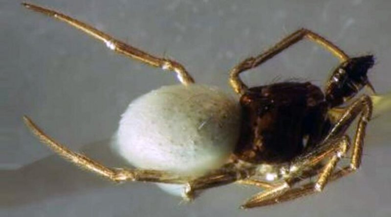 Descubren nueva especie de araña, la representante más antigua del género Phycosoma