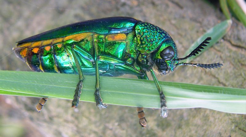 El caparazón iridiscente de los escarabajos joya disuade a los pájaros hambrientos