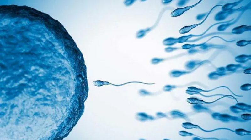 Descubren un regulador que permite la producción de esperma a cualquier edad