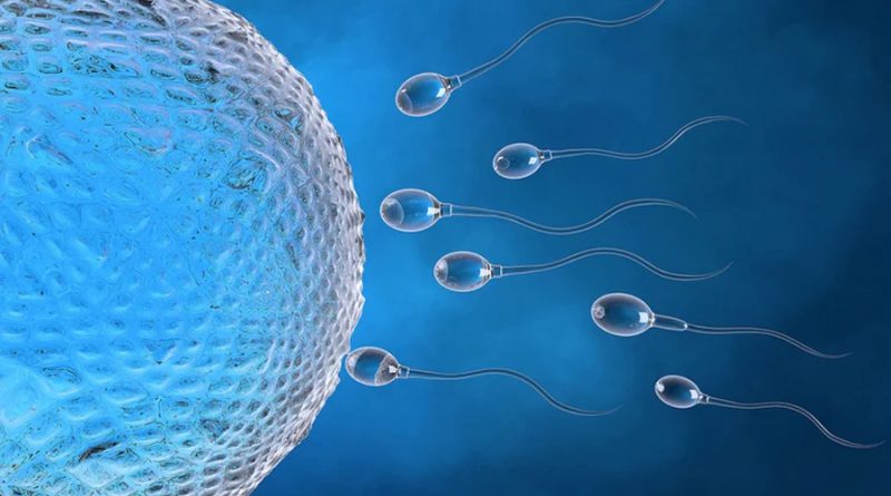 Infertilidad masculina: descubren un regulador que permite la producción de esperma a cualquier edad