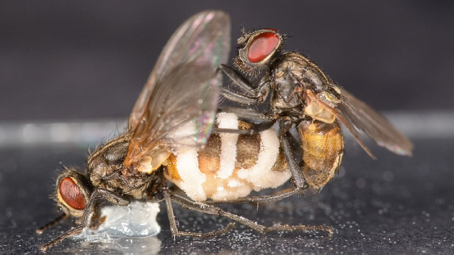 Descubren un misterioso hongo que induce a las moscas macho aparearse con las hembras muertas