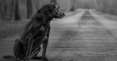 Experta de la UNAM nos dice los efectos del abandono en los perros