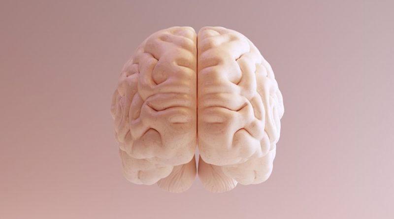 El cerebro humano y ocho curiosidades que curiosidades