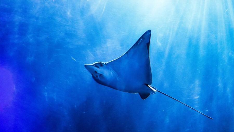 Evidencias recientes confirmarían que las mantarrayas producen sonidos