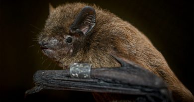 Descubren por qué las células de los murciélagos no se infectan de SARS-CoV-2