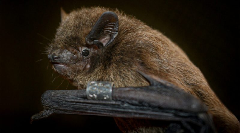 Descubren por qué las células de los murciélagos no se infectan de SARS-CoV-2