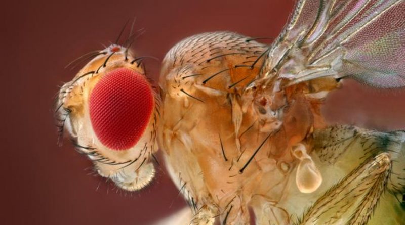 Científicos "hackean" el cerebro de moscas de la fruta y logran controlar sus alas a distancia