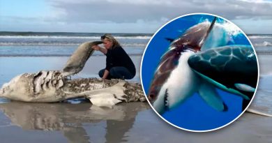 ‘Asesinas seriales’: pareja de orcas está acabando con los tiburones blancos en Sudáfrica