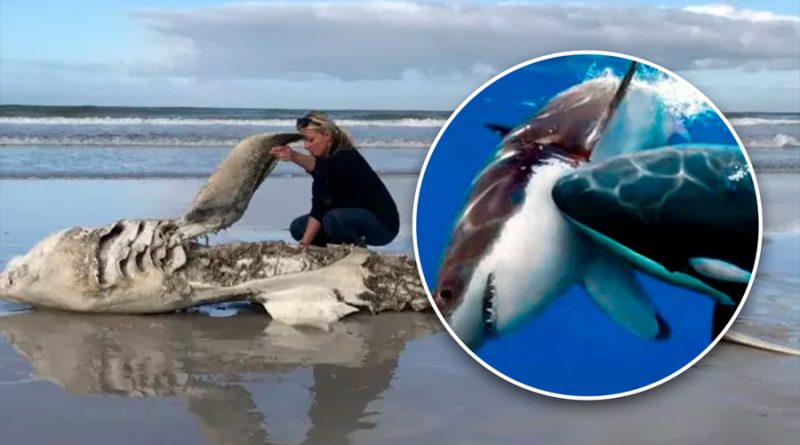 ‘Asesinas seriales’: pareja de orcas está acabando con los tiburones blancos en Sudáfrica