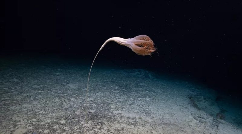Descubren extraña criatura con tentáculos en el Océano Pacífico [VIDEO]