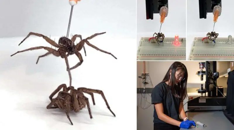 Científicos crean robots zombies a partir de cadáveres de arañas