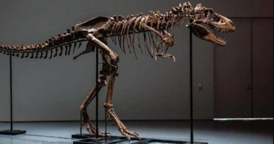 Venden por 6 millones de dólares el esqueleto de un dinosaurio del Cretácico