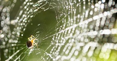 Tela de araña, el ‘supermaterial’ con nuevas aplicaciones en ingeniería de tejidos