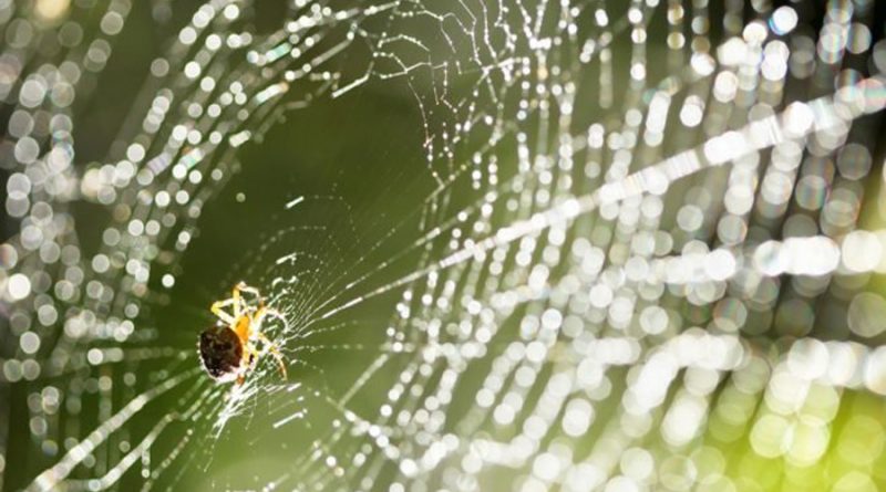 Tela de araña, el ‘supermaterial’ con nuevas aplicaciones en ingeniería de tejidos
