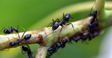 Descubren que las hormigas actúan como una red neuronal al tomar decisiones