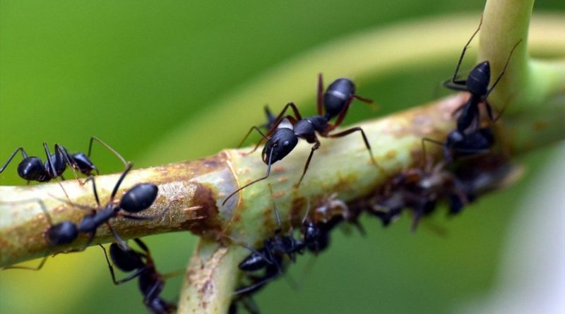 Descubren que las hormigas actúan como una red neuronal al tomar decisiones