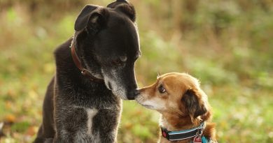 Científicos revelan que los perros pueden usar sus narices para oler y para 'ver'