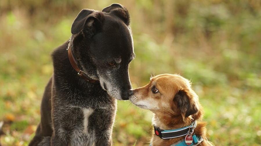 Científicos revelan que los perros pueden usar sus narices para oler y para 'ver'