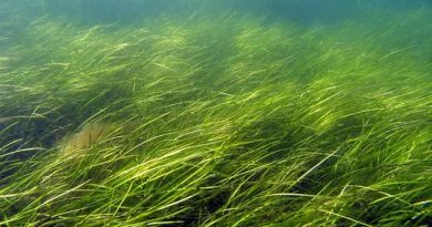 Las algas marinas manejan amenazas por su 'memoria' de las glaciaciones