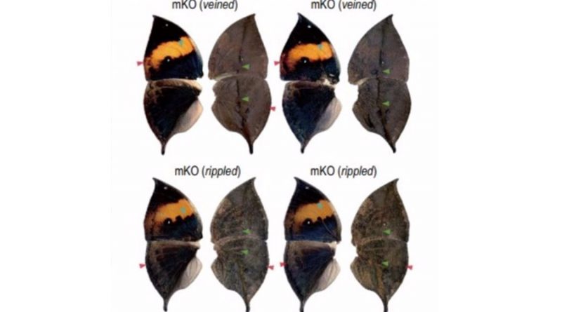 Revelado el gen del mimetismo de las hojas en las alas de mariposa