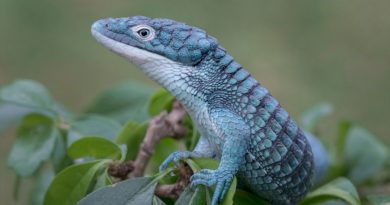 Dragoncito azul mexicano: el extravagante reptil que está en peligro de extinción