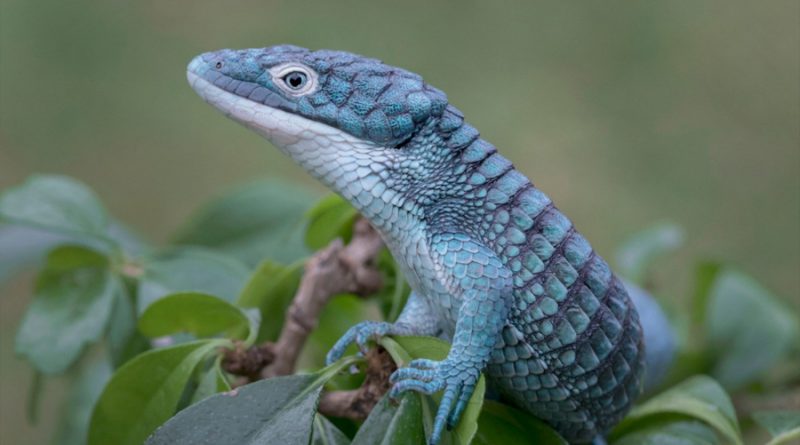 Dragoncito azul mexicano: el extravagante reptil que está en peligro de extinción