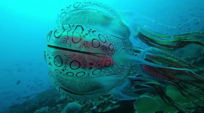Un buzo se ha topado con una de las medusas más raras del mundo. Sólo ha sido fotografiada dos veces en la vida