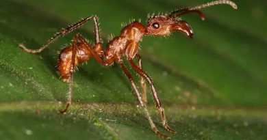 La IA revela dónde buscar especies de hormigas no descubiertas