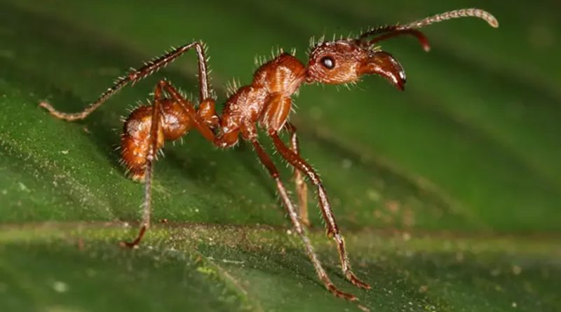 La IA revela dónde buscar especies de hormigas no descubiertas