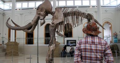 Científicos activaron células de mamut de 28,000 años de antigüedad
