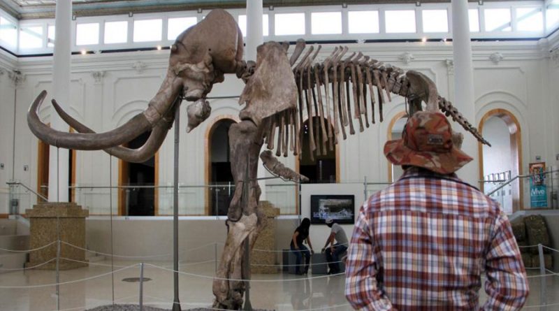 Científicos activaron células de mamut de 28,000 años de antigüedad