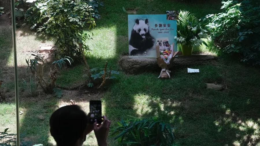 Muere el panda gigante macho más anciano de la historia