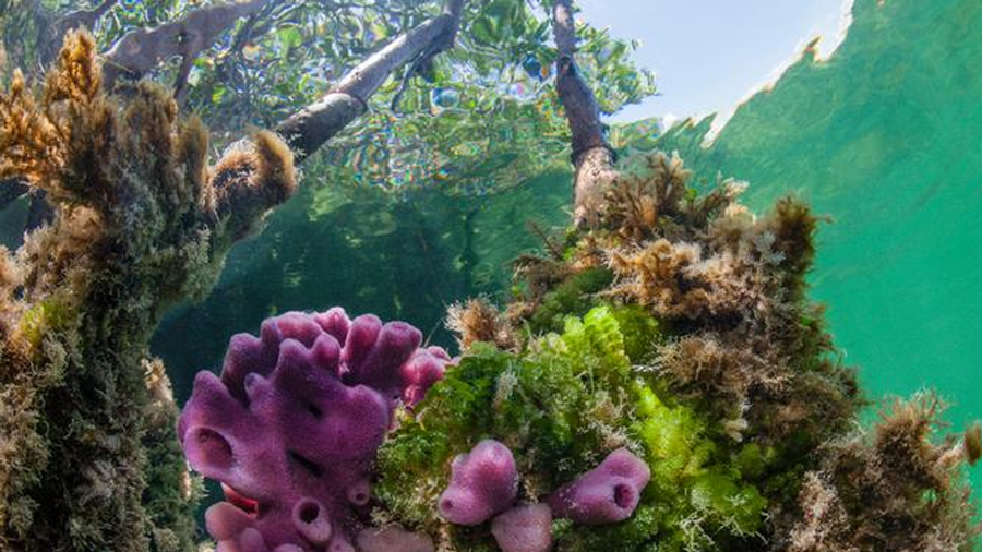 Biólogo mexicano descubre en esponjas marinas fármacos contra alzheimer y covid