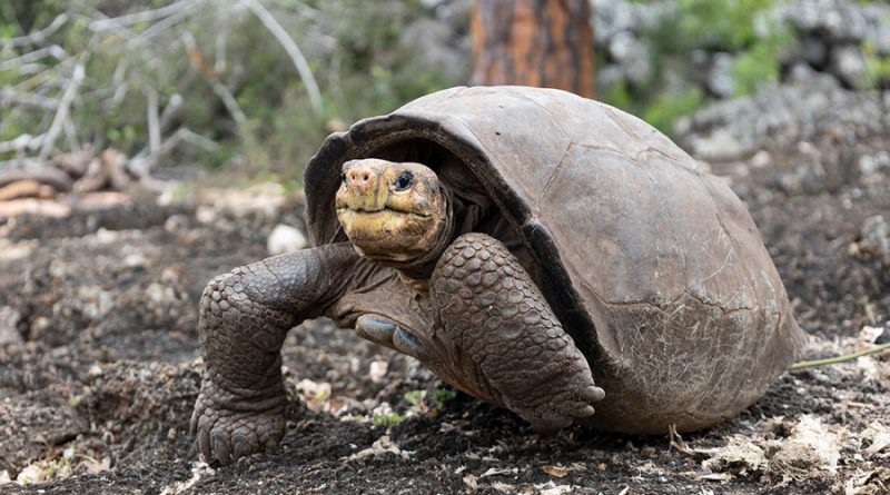 Islas Galápagos: Fernanda es la última tortuga gigante fantástica del planeta