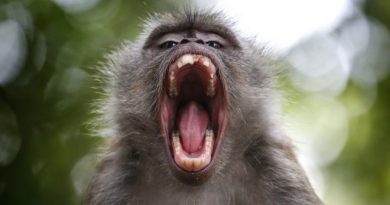 Cientos de macacos enfurecidos están atacando a la población de un pueblo en Japón