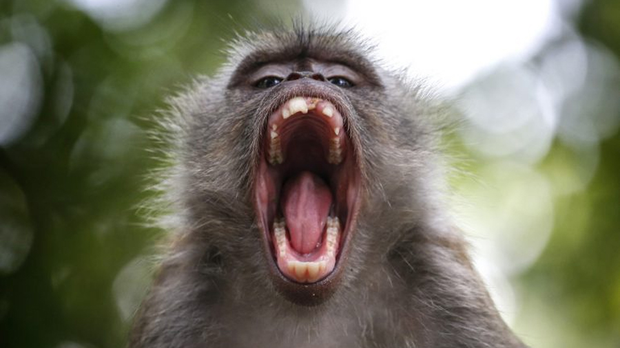 Cientos de macacos enfurecidos están atacando a la población de un pueblo en Japón